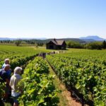 Explore Top Vineyard Tours Across the USA